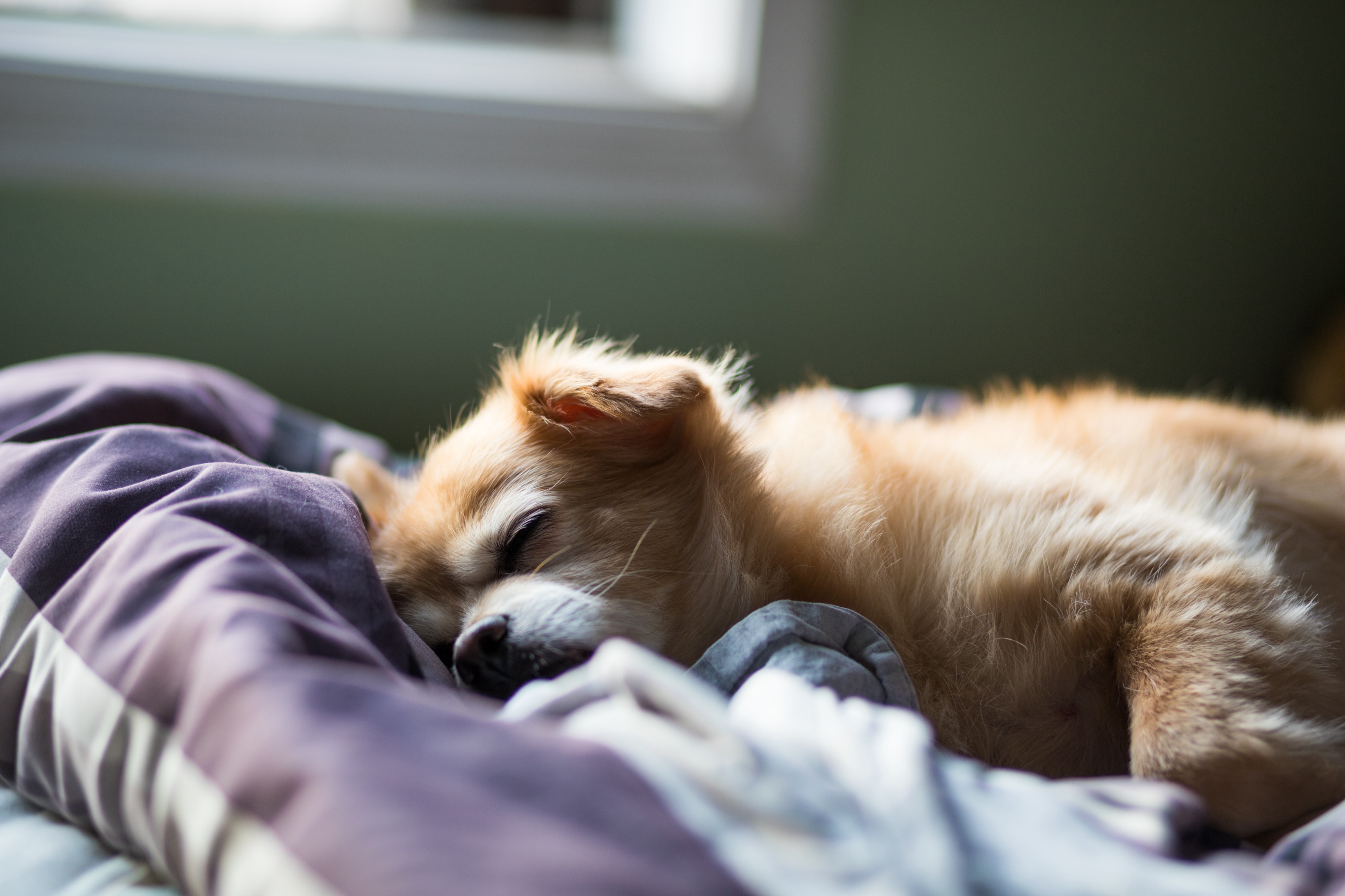 Sleep as a Service (SaaS)