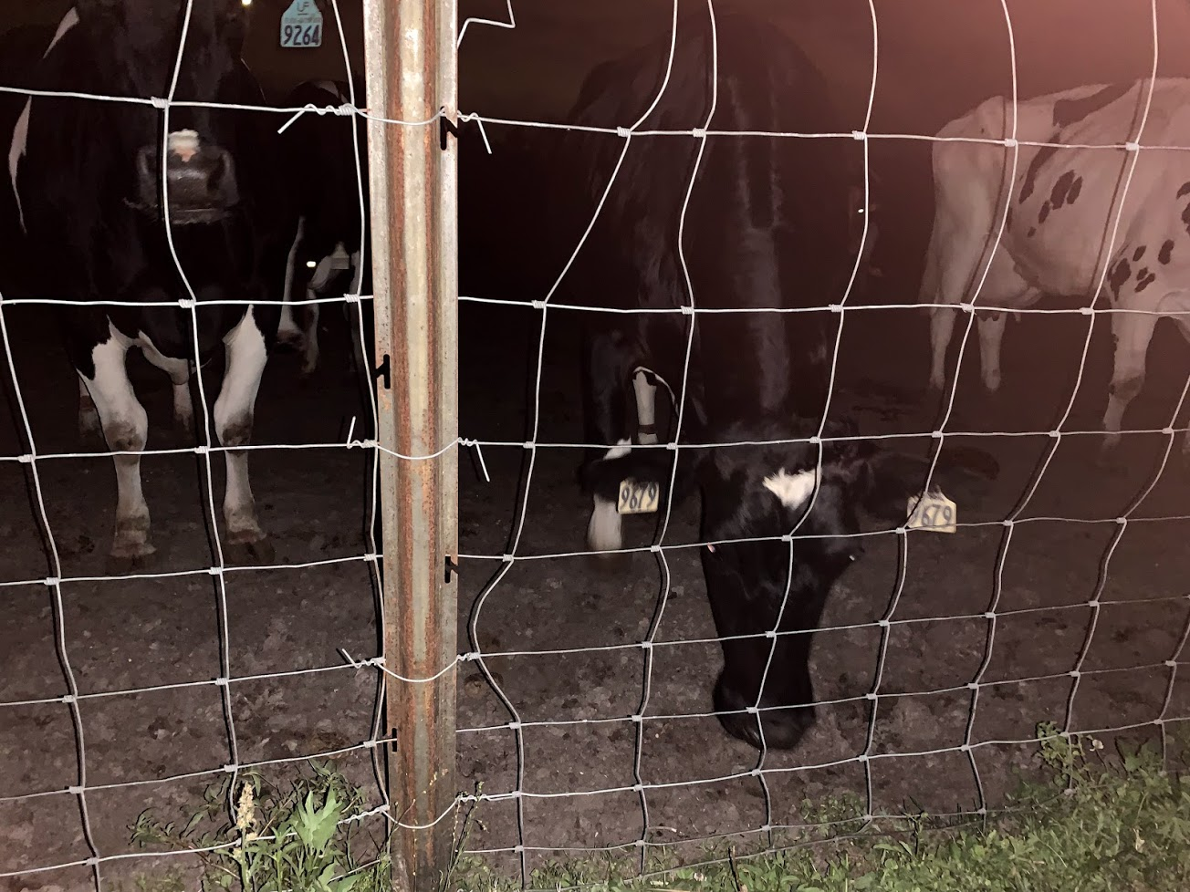 Made some friends!